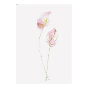 "Pink Calla Lilies" Original Watercolor Painting by Yuki Osada