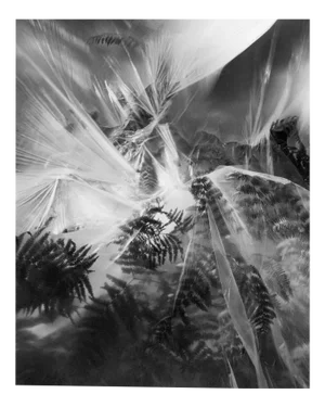Ugne Pouwell, Fern, 2024, Photography