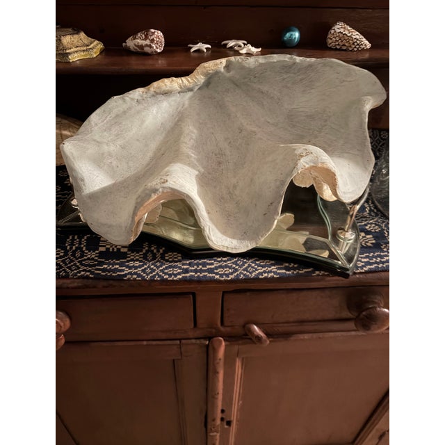 Faux Plaster Decorative Clam Shell For Sale - Image 12 of 12