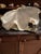 Faux Plaster Decorative Clam Shell For Sale - Image 12 of 12