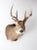 Antique Deer Mount For Sale - Image 10 of 10