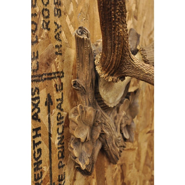 Antique Black Forest Victorian Wall Mounted Taxidermy Large Deer Skull & Antlers For Sale - Image 13 of 17