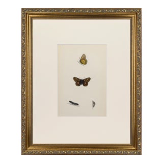 19th Century Antique Morris Butterfly Print Hand Colored Lithograph 1853 For Sale