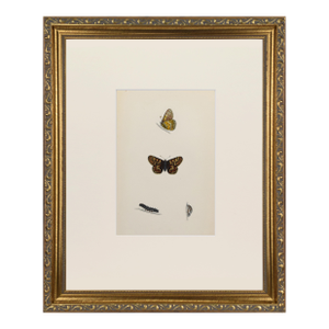 19th Century Antique Morris Butterfly Print Hand Colored Lithograph 1853