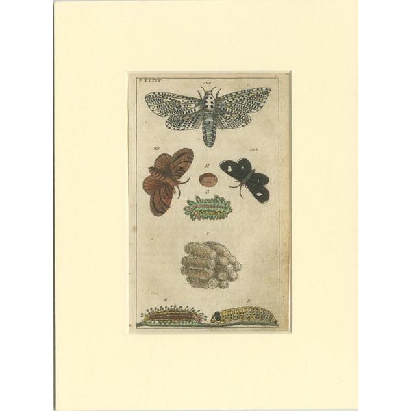 Set of 3 antique butterfly prints. Most likely originating from an edition of 'Unterhaltungen aus der Naturgeschichte....