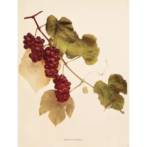 1900s U. P. Hedrick, Original Antique Photogravure of Shoot of Wyoming Grapes