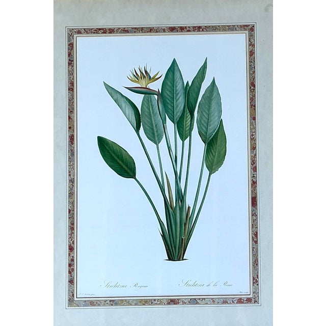Vintage Ehret Botanical Prints - Set of 2 For Sale - Image 11 of 12
