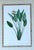 Vintage Ehret Botanical Prints - Set of 2 For Sale - Image 11 of 12