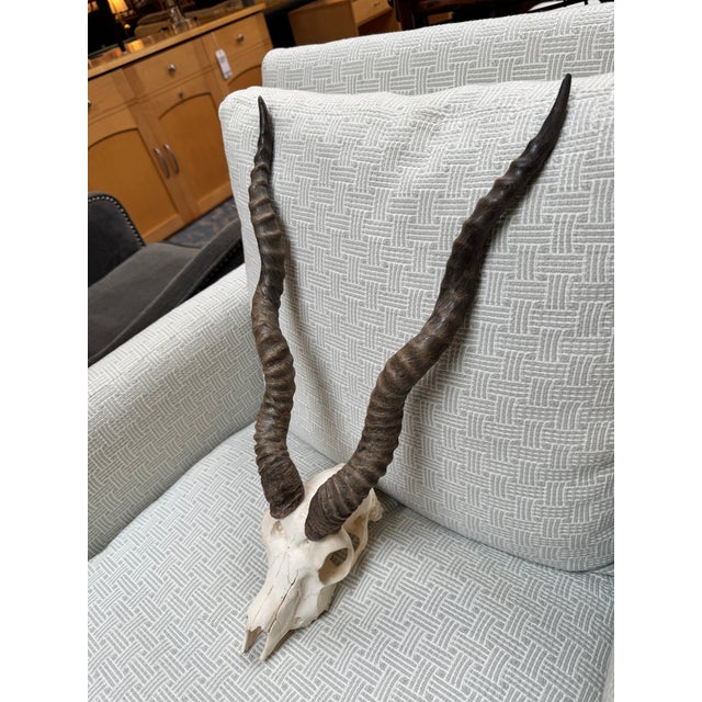 Design Plus Gallery presents a Vintage Blackbuck Skull + Horns. Ready to be mounted on a wall or displayed on a shelf, the...