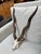 Design Plus Gallery presents a Vintage Blackbuck Skull + Horns. Ready to be mounted on a wall or displayed on a shelf, the...