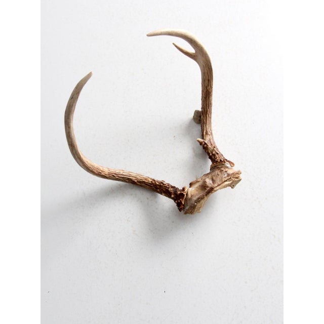 Beige Vintage Natural Deer Horns For Sale - Image 8 of 12