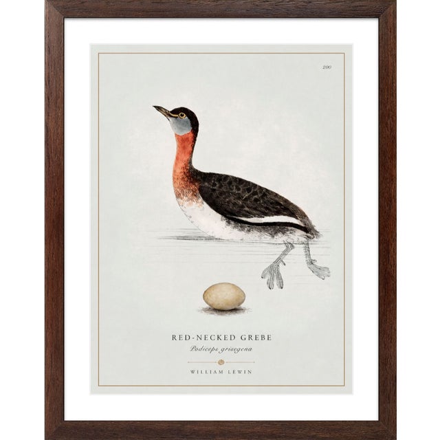 William Lewin 1789 Waterbirds Fine Art Gallery Board Print - The Red Necked Grebe For Sale - Image 4 of 12