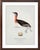 William Lewin 1789 Waterbirds Fine Art Gallery Board Print - The Red Necked Grebe For Sale - Image 4 of 12
