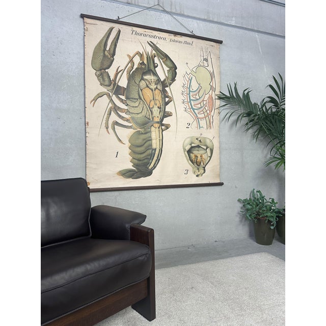 Impressive school chart of the crayfish. Large format. Beautiful colors. Signed: Pfurtscheller. from the series:...