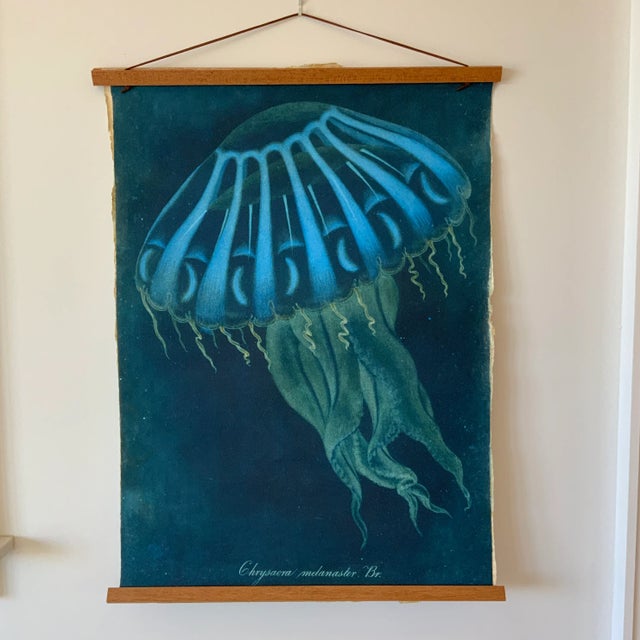 Paper Vintage Sealife Print From Natural Curiosities For Sale - Image 7 of 7