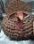 Brown Mid 20th Century Coushatta & Seminole Pine Needle Basket For Sale - Image 8 of 12