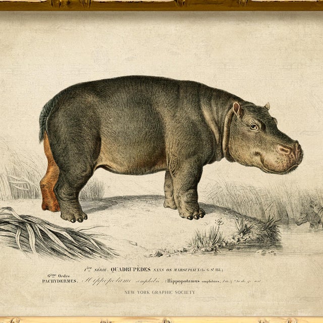 Contemporary Contemporary Reproduction of Vintage Framed Hippo Giclee Print For Sale - Image 3 of 4