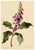 E.B.R., Foxglove (Digitalis) Flower, Watercolour For Sale - Image 4 of 7