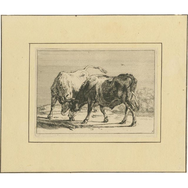 After Paulus Potter, Cattle, 1650, Set of 8 For Sale - Image 3 of 12