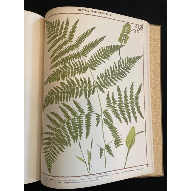 Heath's Fern Portfolio, 1885 Complete With 15 Chromolithographs For Sale - Image 10 of 18