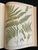 Heath's Fern Portfolio, 1885 Complete With 15 Chromolithographs For Sale - Image 10 of 18