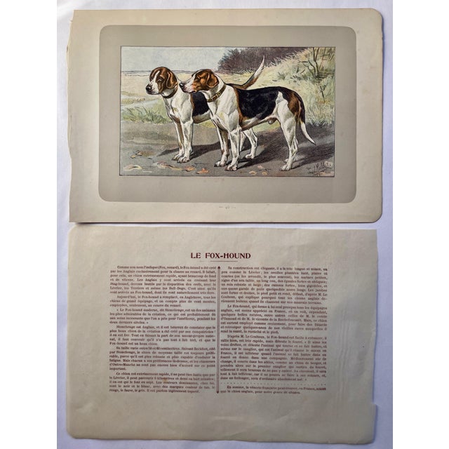 This handsome photogravure printed page is illustrated by P. Mahler, a German artist. The subject is of two Fox Hounds....