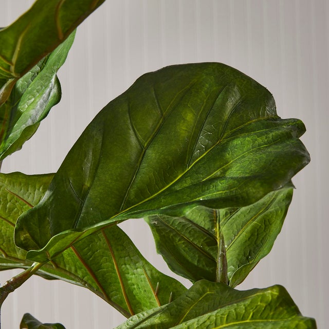 Early 21st Century Fiddle Leaf Fig Potted 43" For Sale - Image 5 of 6