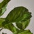 Early 21st Century Fiddle Leaf Fig Potted 43" For Sale - Image 5 of 6