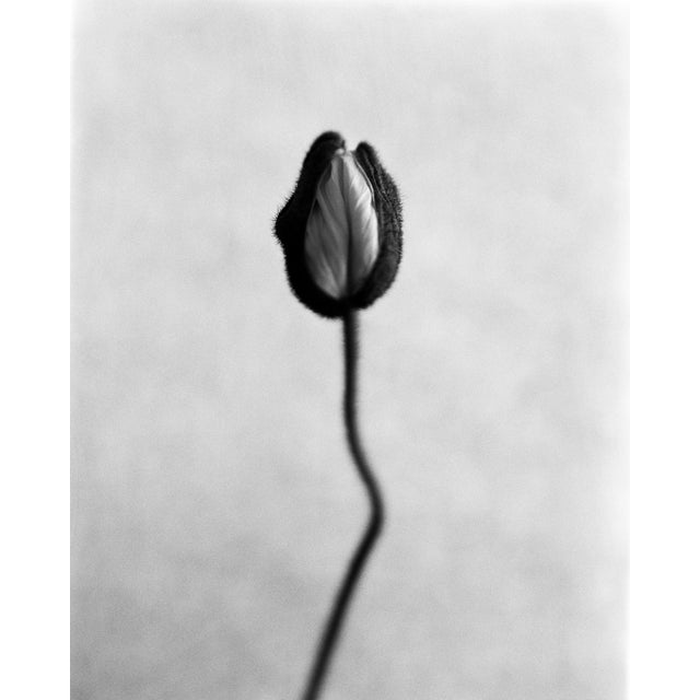 Ugne Pouwell, Poppy No.8, 2025, Analogue Black and White Floral Photography, Limited Edition of 15 For Sale