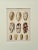 Rare Antique Hand Colored Print of Olive Sea Shells by F. H. Martini Circa 1850 published in Nuremberg. Presented in...