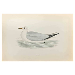 Alexander Francis Lydon, Kittiwake, Woodcut Print, 1870 For Sale