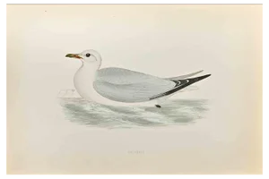 Alexander Francis Lydon, Kittiwake, Woodcut Print, 1870