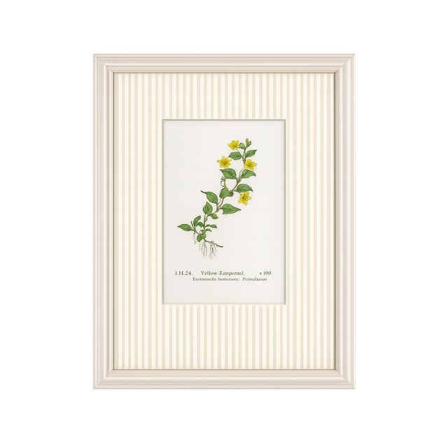 Set of Four Antique Alpine Botanical Chromolithographs in Custom Frames Circa 1909 Set B For Sale - Image 4 of 6