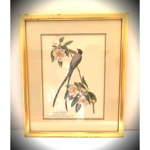 1930s James J Audubon Fork-Tailed Flycatcher Gold Framed Print For Sale - Image 5 of 8