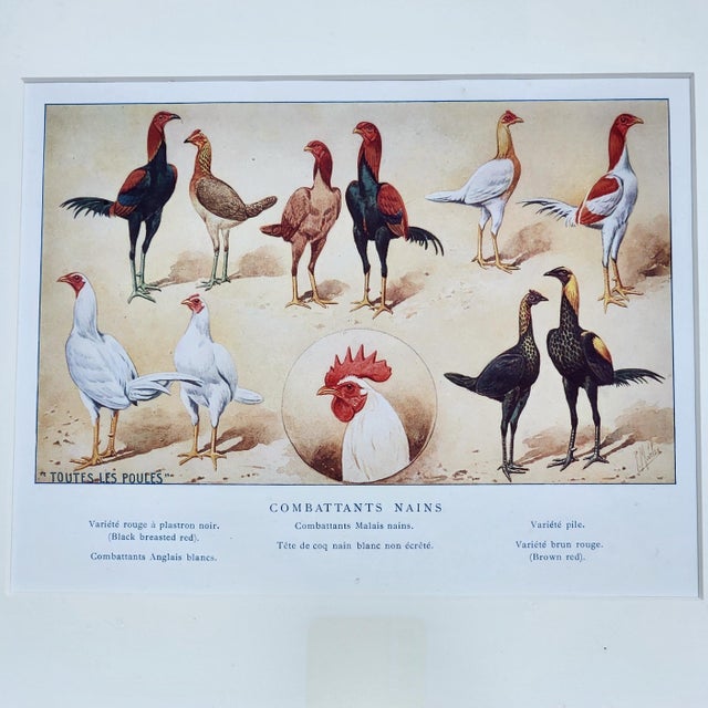 Wood Antique French Rooster & Poultry Lithographs in Burled Wood Frames – Set of 3 For Sale - Image 7 of 7