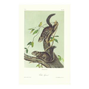 1854 Audubon Quadruped Octavo Lithograph "Plate 104 Collies Squirrel"