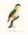 Not Yet Made - Made To Order Reproduction Antique 1805 French Parrot Prints - Set of 12 For Sale - Image 5 of 13