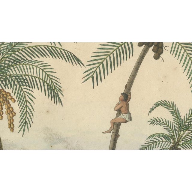 Paper Jonathan Carl Zenker, Date Palm and Coconut Botanical Scene, 1831, Copper Engraving on Paper For Sale - Image 7 of 9