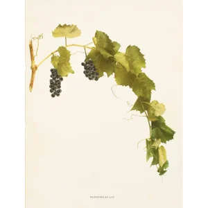 1900s U. P. Hedrick, Original Antique Photogravure of Rupestris Du Lot Grapes