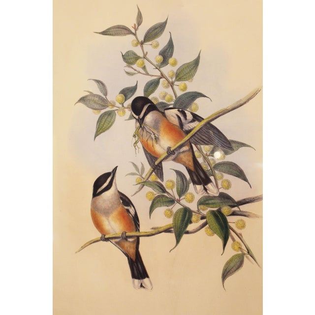 Framed 1970s reproduction Gould's Buff Sided Robin lithograph. In print: "Petroica? Cerviniventris, Gould"; "J. Gould and...