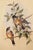 Framed 1970s reproduction Gould's Buff Sided Robin lithograph. In print: "Petroica? Cerviniventris, Gould"; "J. Gould and...