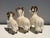 1970s Set of Brass and Fur Mountain Sheep Ram Sculptures - Set of 3 For Sale - Image 11 of 12