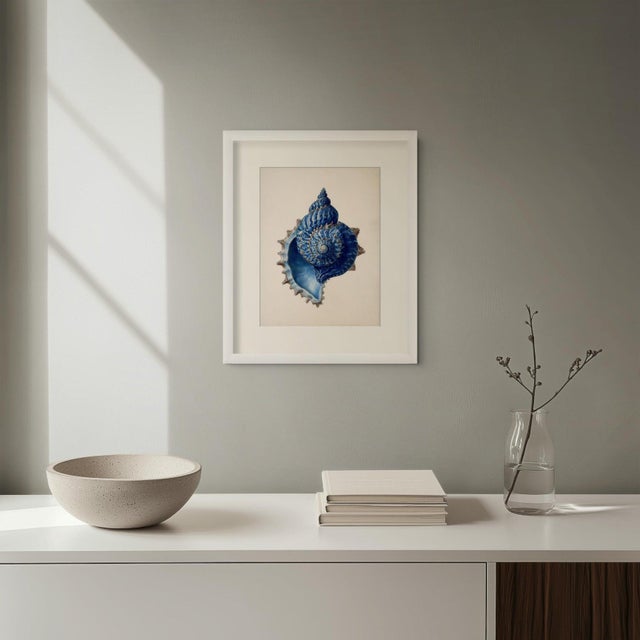 Set of 6 – Blue and White Conch Shells Collection | Coastal Natural History Fine Art Prints For Sale - Image 11 of 14