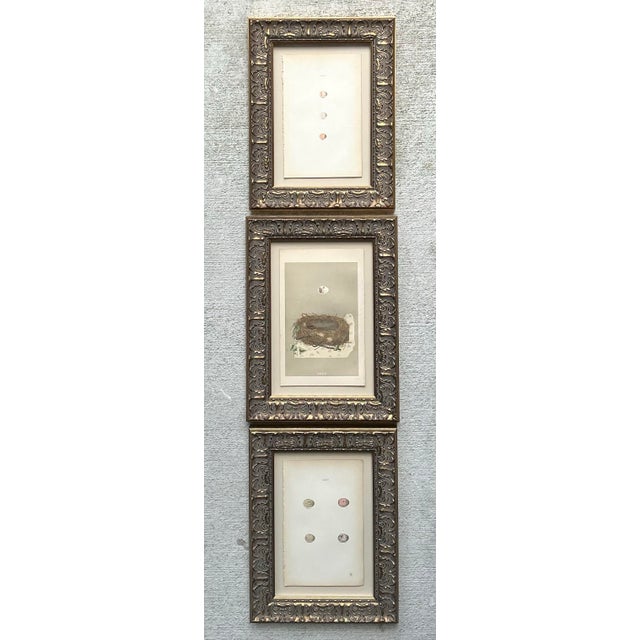 Vintage Book Prints of Eggs - Set of 3 For Sale - Image 10 of 12