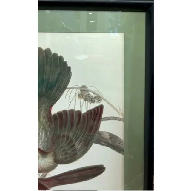 John James Audubon Mid Century John Gould Bird Lithograph in Large Black Wood Frames - 42.5" X 30" - 2 of 2 For Sale - Image 4 of 7