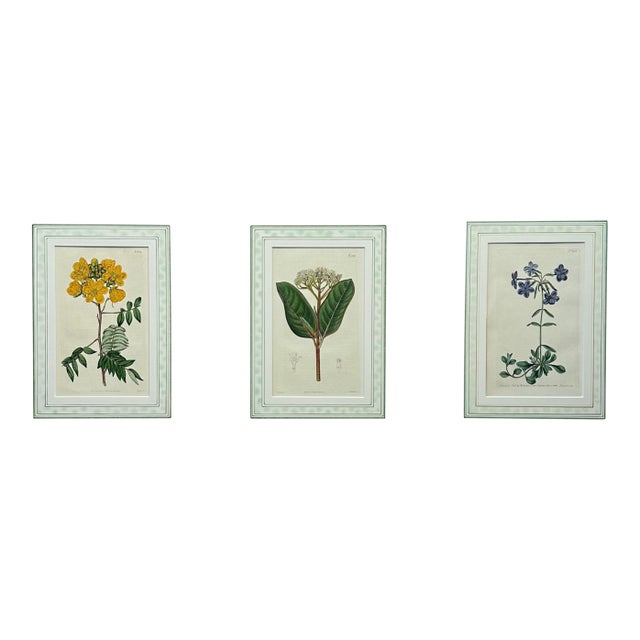 Cassia, Viburnum and Creeping Violet Phlox Botanicals by Curtis (Set of 3) For Sale