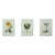 Cassia, Viburnum and Creeping Violet Phlox Botanicals by Curtis (Set of 3) For Sale