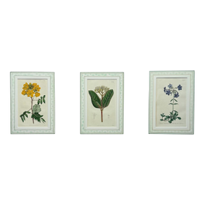 Cassia, Viburnum and Creeping Violet Phlox Botanicals by Curtis (Set of 3)