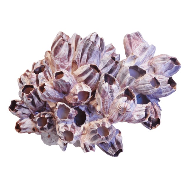 Mid-Century Modern Large Nautical Coastal Seashell Barnacle Cluster Specimen For Sale - Image 3 of 6