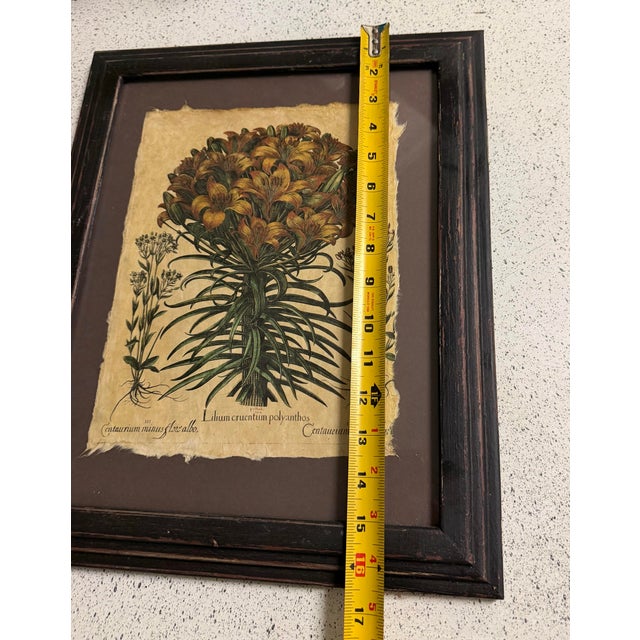Hortus Eystettensis by the German Apothecary and Botanist Basilius Besler 1614 For Sale In Atlanta - Image 6 of 7